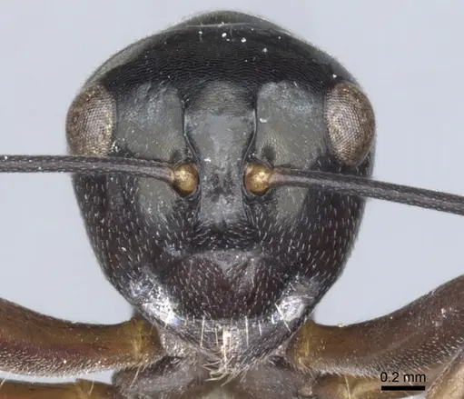 Polyrhachis inducta specimen