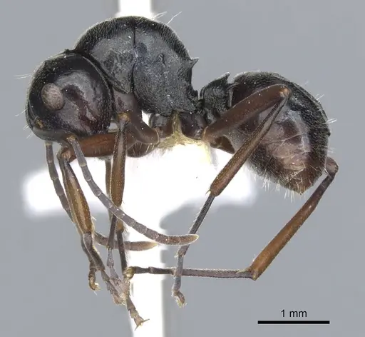 Polyrhachis inducta specimen