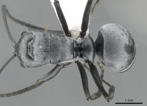 Polyrhachis inermis specimen