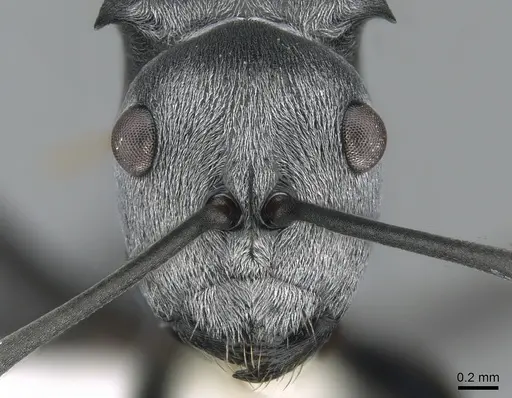 Polyrhachis inermis specimen