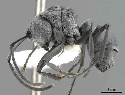 Polyrhachis inermis specimen