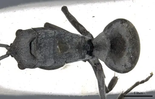 Polyrhachis inermis - CASENT0903430