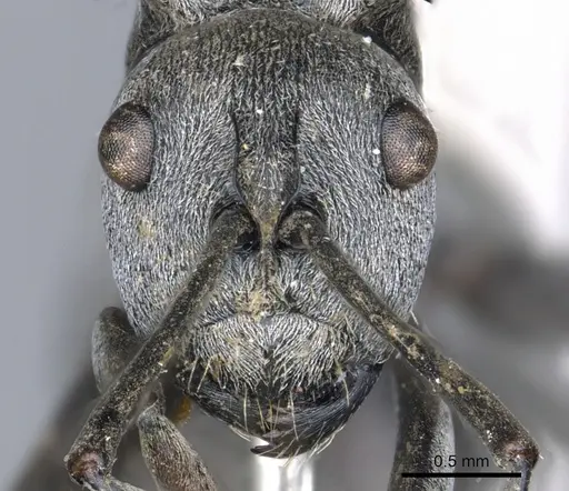 Polyrhachis inermis - CASENT0903430