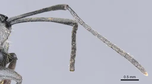 Polyrhachis inermis - CASENT0903430