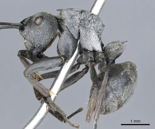 Polyrhachis inermis - CASENT0903430