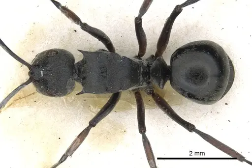 Polyrhachis inermis - CASENT0903431
