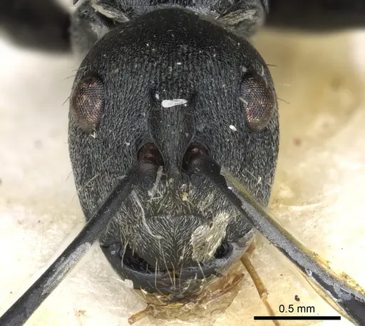 Polyrhachis inermis - CASENT0903431