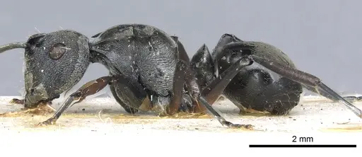 Polyrhachis inermis - CASENT0903431