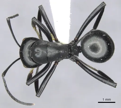 Polyrhachis inflata specimen