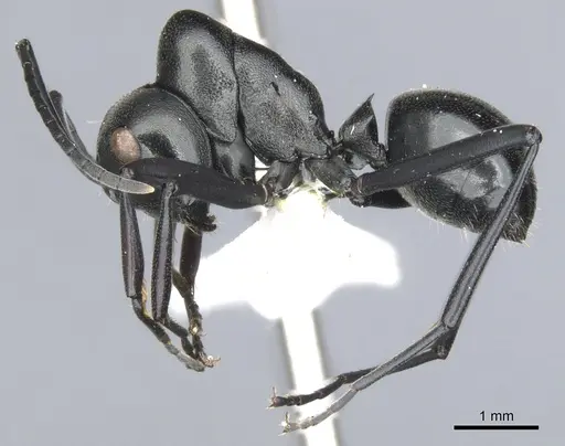 Polyrhachis inflata specimen