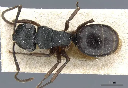Polyrhachis insularis specimen