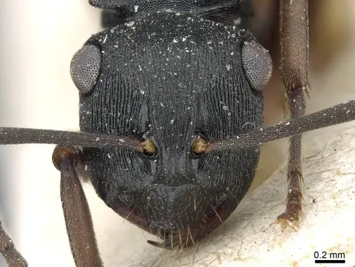 Polyrhachis insularis specimen