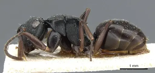 Polyrhachis insularis specimen