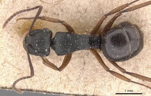 Polyrhachis insularis - CASENT0905814