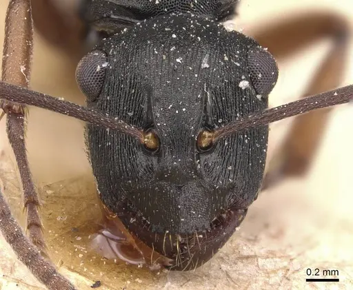 Polyrhachis insularis - CASENT0905814