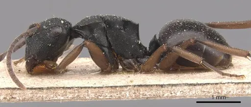 Polyrhachis insularis - CASENT0905814