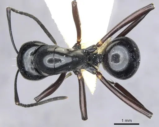 Polyrhachis io specimen