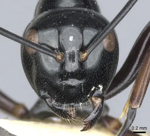 Polyrhachis io specimen