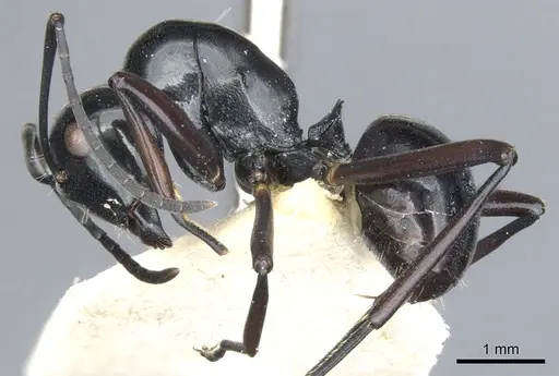 Polyrhachis io specimen