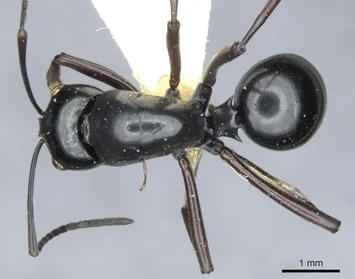Polyrhachis io - CASENT0903404