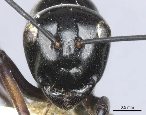 Polyrhachis io - CASENT0903404