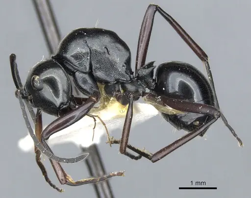 Polyrhachis io - CASENT0903404