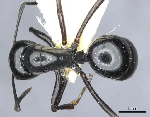 Polyrhachis io - CASENT0903405
