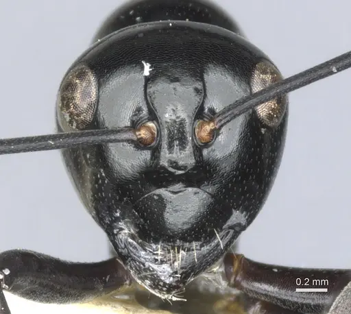 Polyrhachis io - CASENT0903405