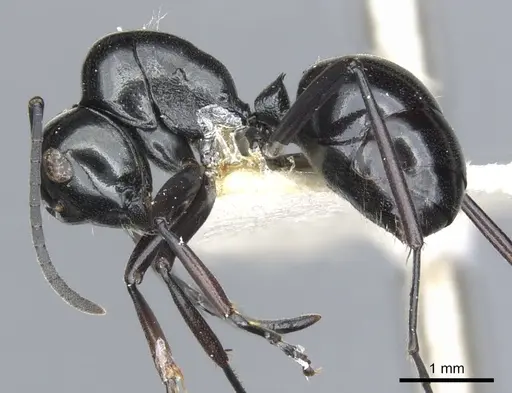 Polyrhachis io - CASENT0903405