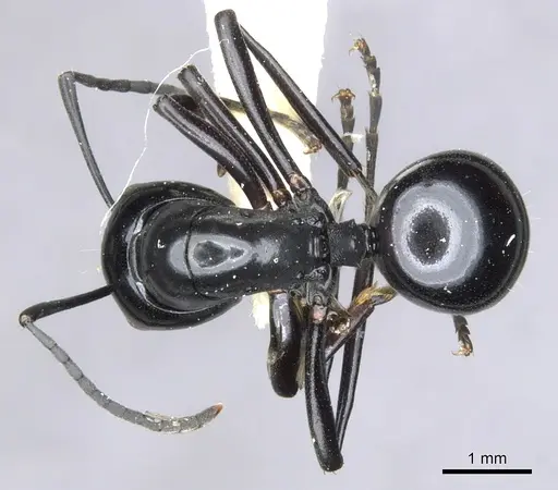 Polyrhachis io - CASENT0903406
