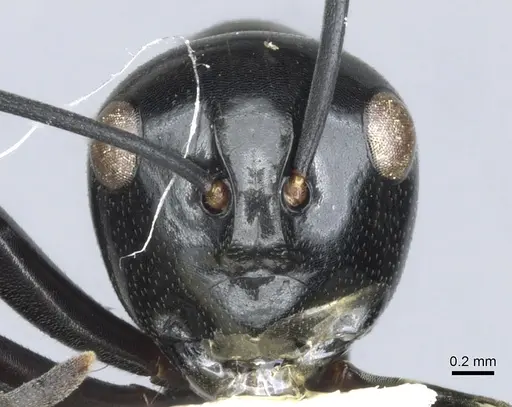 Polyrhachis io - CASENT0903406