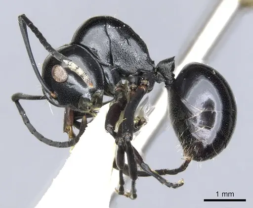 Polyrhachis io - CASENT0903406