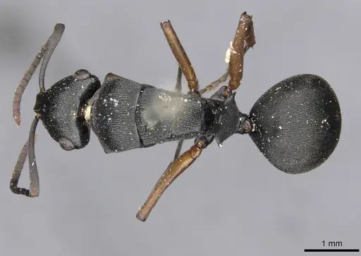 Polyrhachis io - CASENT0910782