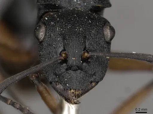 Polyrhachis io - CASENT0910782