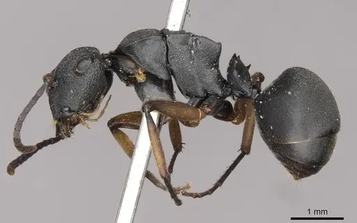 Polyrhachis io - CASENT0910782