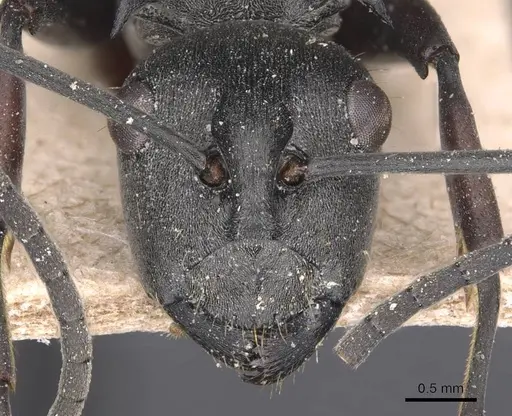 Polyrhachis isacantha specimen
