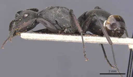 Polyrhachis isacantha specimen