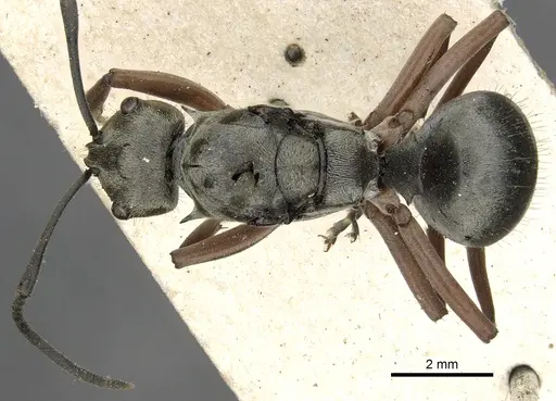 Polyrhachis ithona specimen