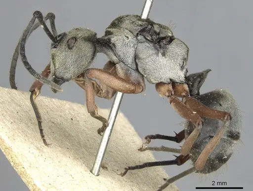 Polyrhachis ithona specimen
