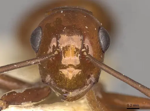 Polyrhachis jacobsoni specimen