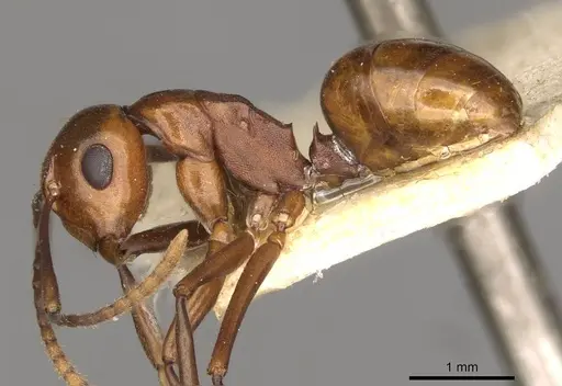 Polyrhachis jacobsoni specimen
