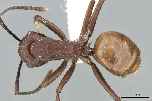 Polyrhachis javanica specimen