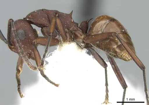 Polyrhachis javanica specimen