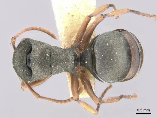 Polyrhachis jerdonii specimen