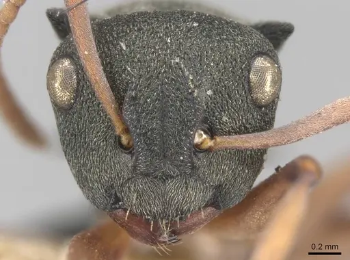 Polyrhachis jerdonii specimen