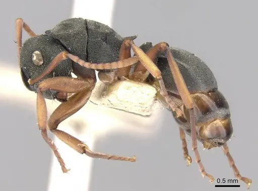 Polyrhachis jerdonii specimen