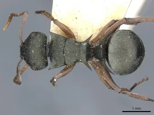 Polyrhachis jerdonii - CASENT0910853