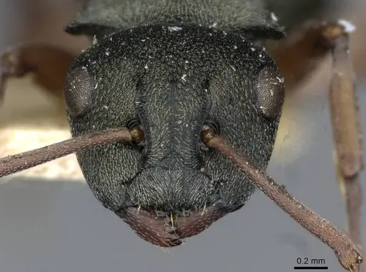 Polyrhachis jerdonii - CASENT0910853