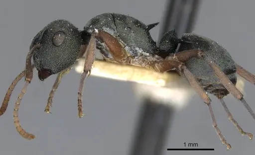 Polyrhachis jerdonii - CASENT0910853