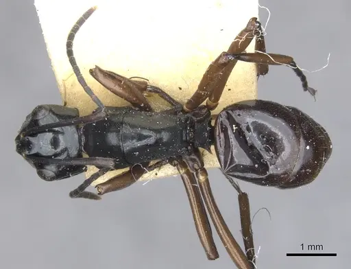 Polyrhachis johnsoni specimen